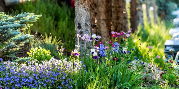 Garden of purple and blue flowers.