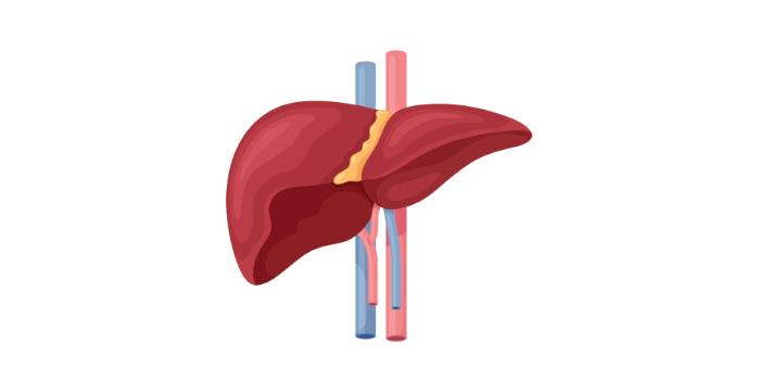 Number 4 – Liver Disease - Excess fat can build up around the liver, leading to damage and even liver failure.