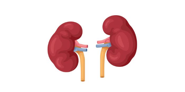 6. Insuficiencia renal: la diabetes y la presión arterial alta pueden provocar enfermedad renal crónica.