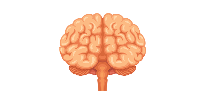 Illustration of a brain