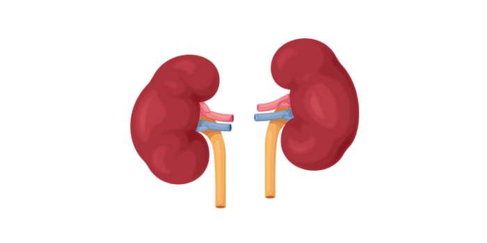 Kidney illustration