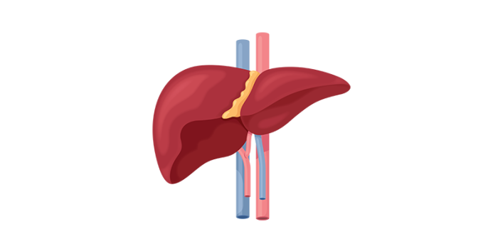 Illustration of liver