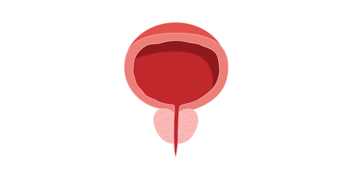 Prostate illustration