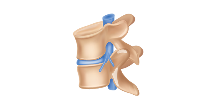 Illustration of spinal vertebrae section